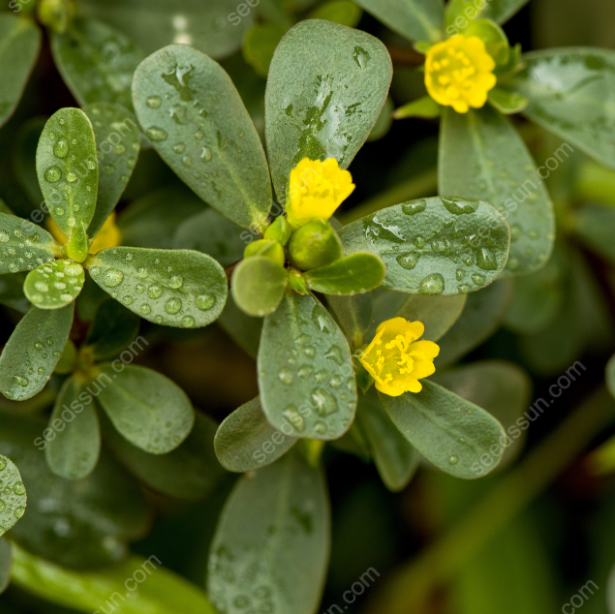 Portulaca Oleracea Seeds