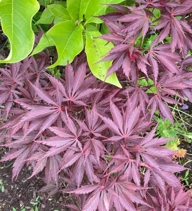 Acer Palmatum Seeds