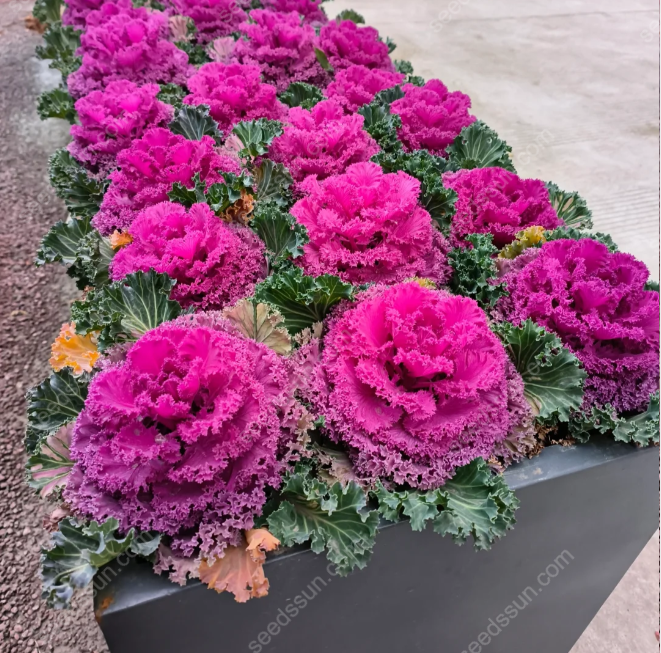 Brassica oleracea var. acephala Seeds