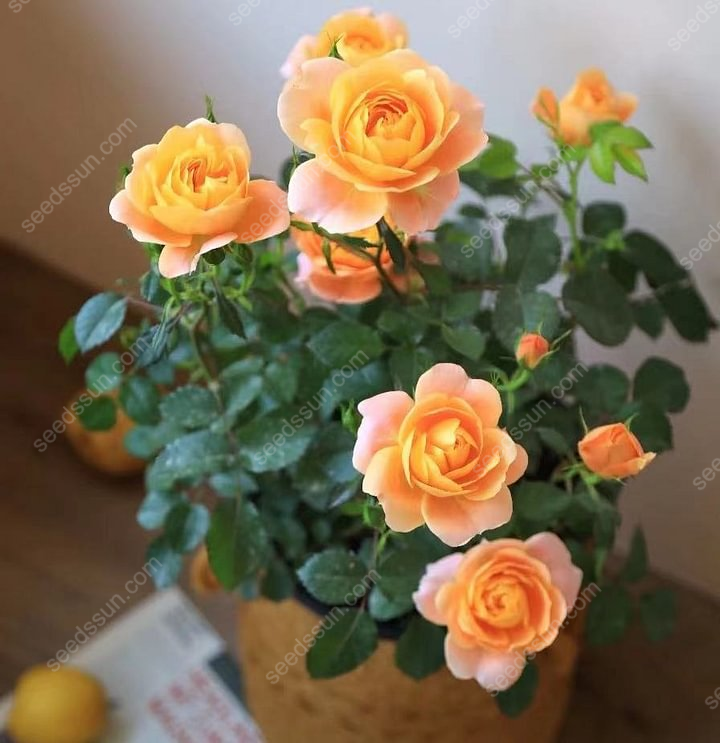 Miniature Rose Seeds 