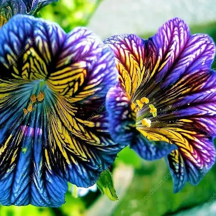 Chilean Morning Glory Seeds