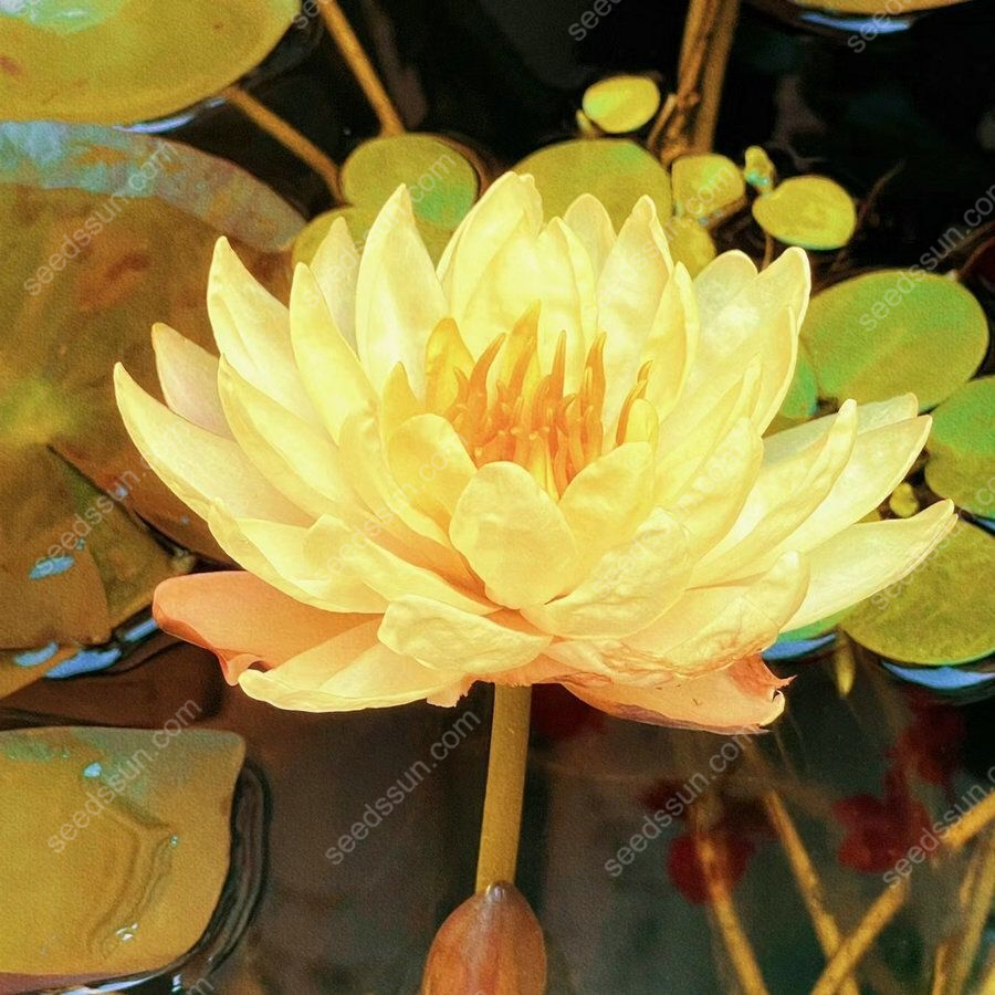 Nymphaea tetragona Seeds🪷【7 days germination】Last Day Sale - 60% OFF
