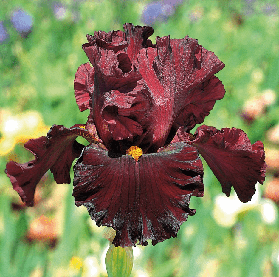 Iris - Easy to Grow Perennial-Flower Bulbs