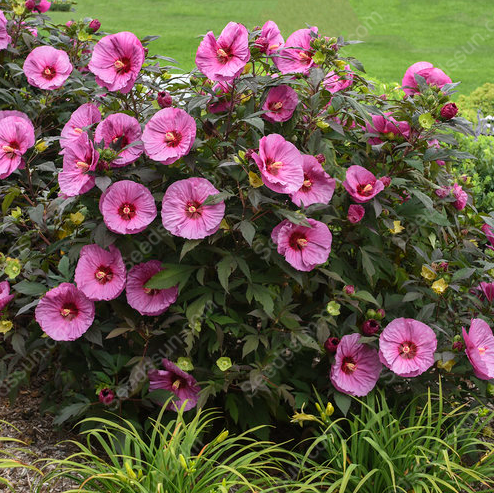 Hibiscus seeds-easy to grow indoor balcony potted flowers