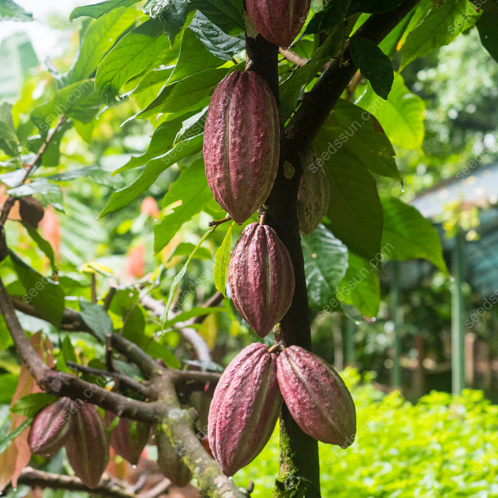 Fresh Rare Organic Theobroma Cacao Chocolate Tree Seeds