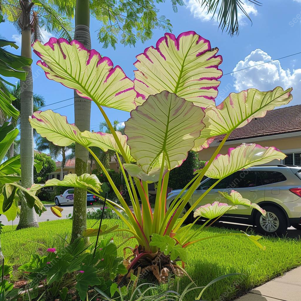 Giant Caladium Seeds
