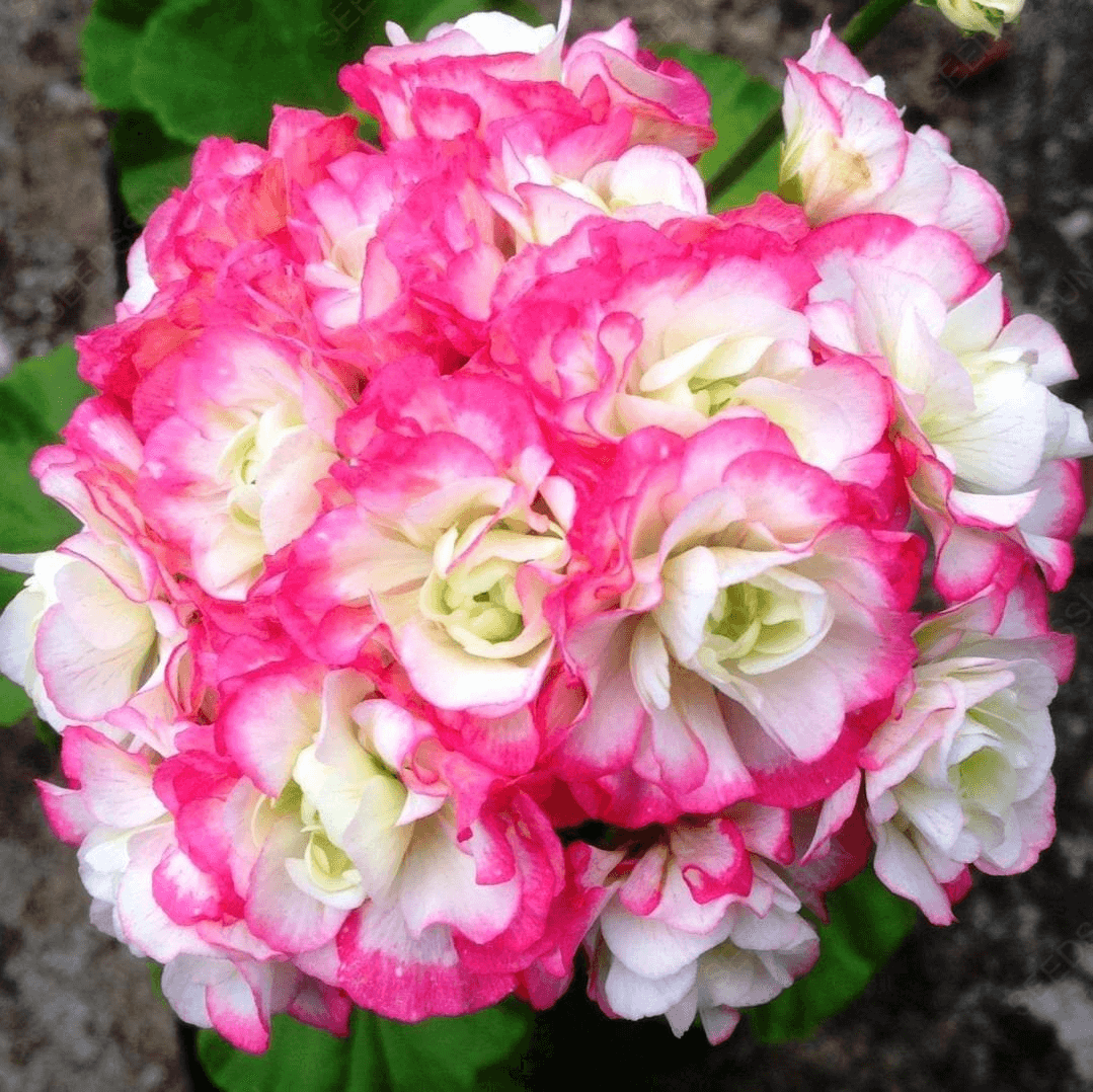 Double Apple Geranium Seeds