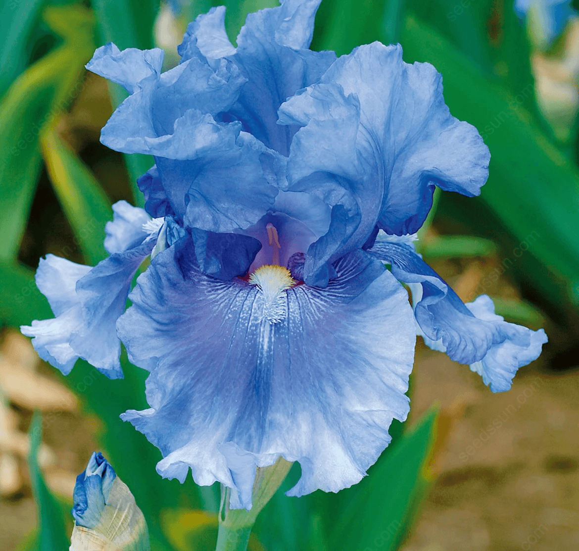 Iris - Easy to Grow Perennial-Flower Bulbs