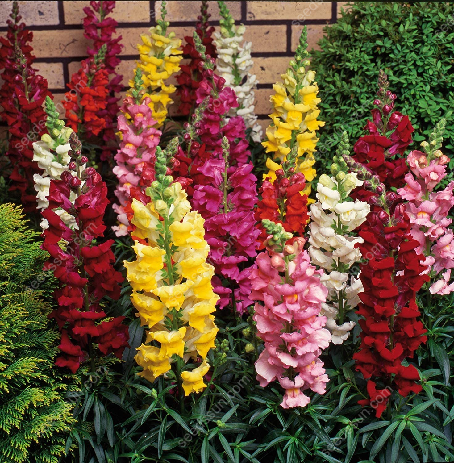 Antirrhinum majus Seeds