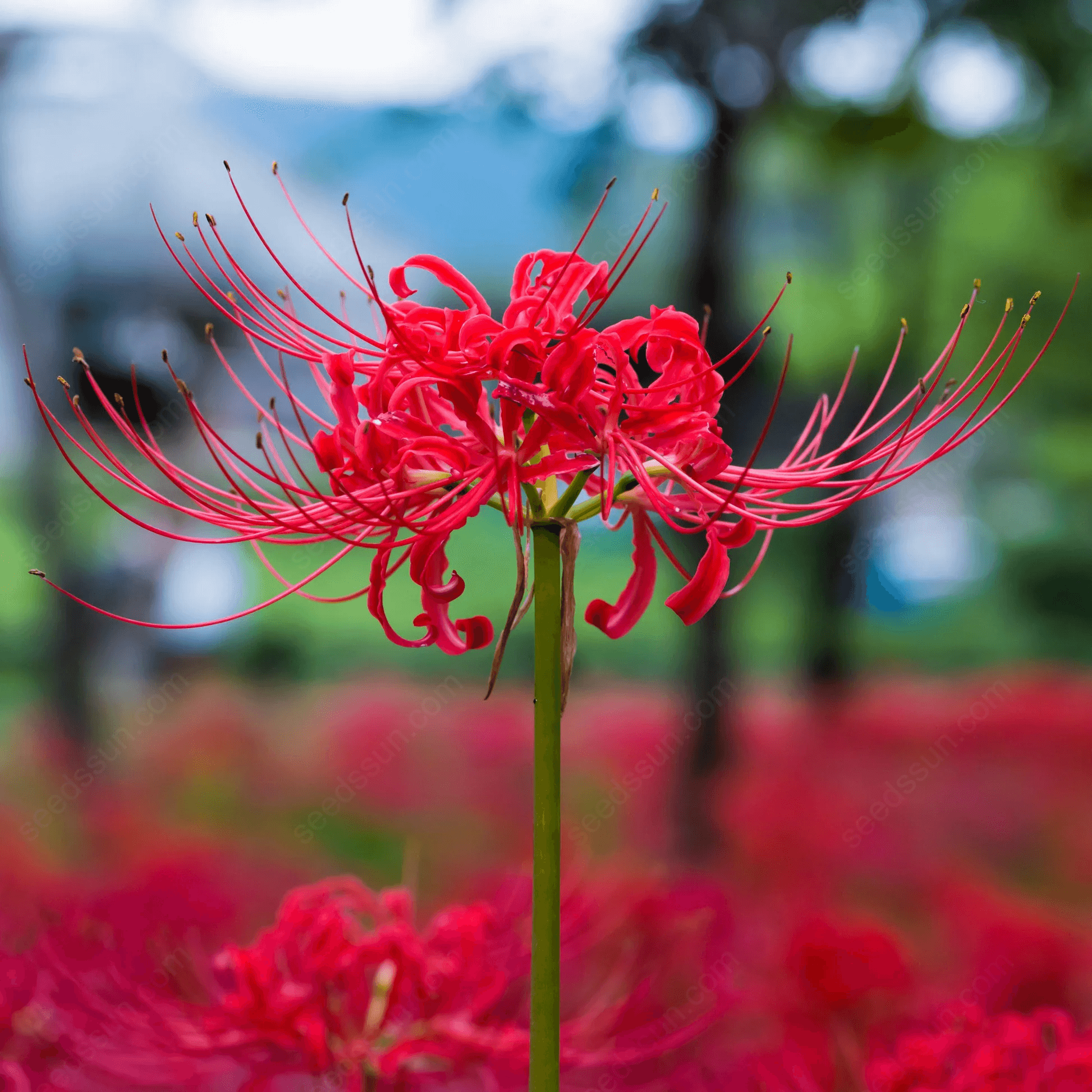 Spider Lily Blubs