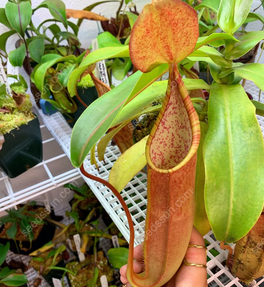 VENUS FLYTRAP SEEDS, PLANT SEEDS, INSECTIVOROUS PLANT