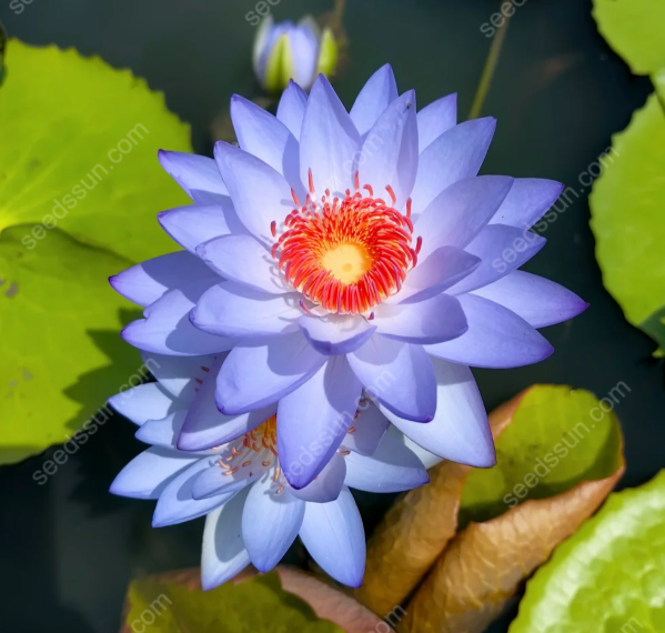 Nymphaea 'James Brydon' Seeds