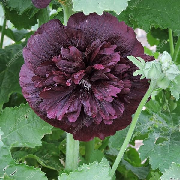 🌺Rare double-flowered hollyhock species, sow the seeds and enjoy a gorgeous garden!