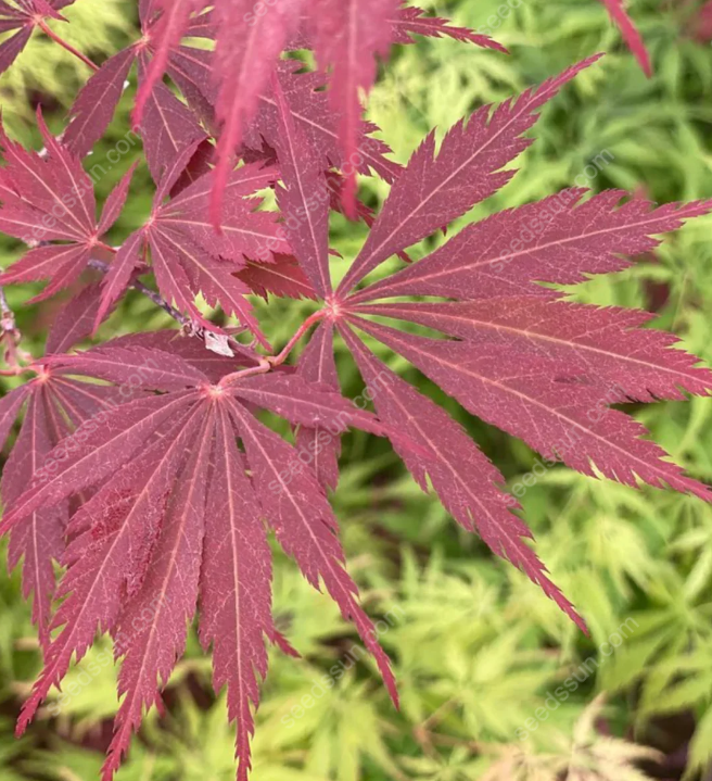 Acer Palmatum Seeds