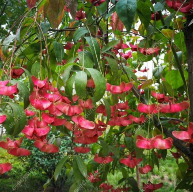 Mascagnia Macroptera Seeds