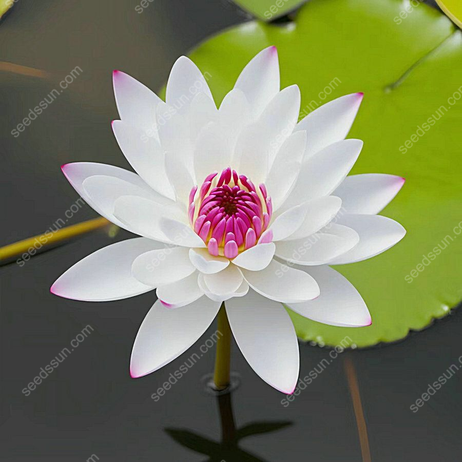 Nymphaea tetragona Seeds🪷【7 days germination】Last Day Sale - 60% OFF