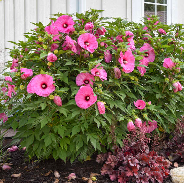 Hibiscus seeds-easy to grow indoor balcony potted flowers