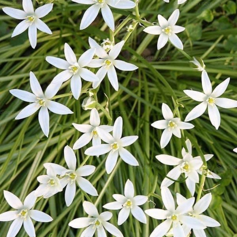 Velvet Jasmine -Potted Garden Balcony Fragrant Flowering Plants
