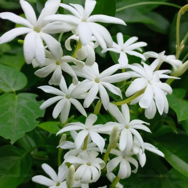 Velvet Jasmine -Potted Garden Balcony Fragrant Flowering Plants