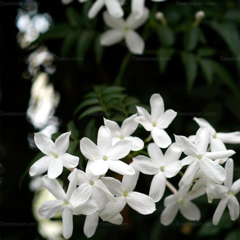 Velvet Jasmine -Potted Garden Balcony Fragrant Flowering Plants