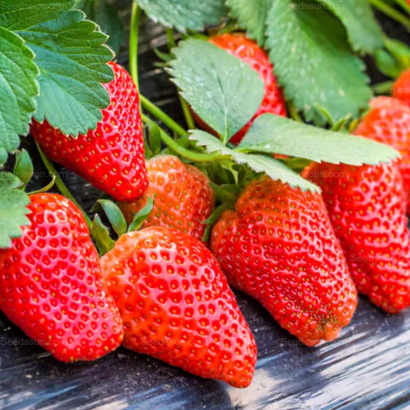 Ruby Strawberry-Indoor and Outdoor Potted Balcony Fruit Seeds