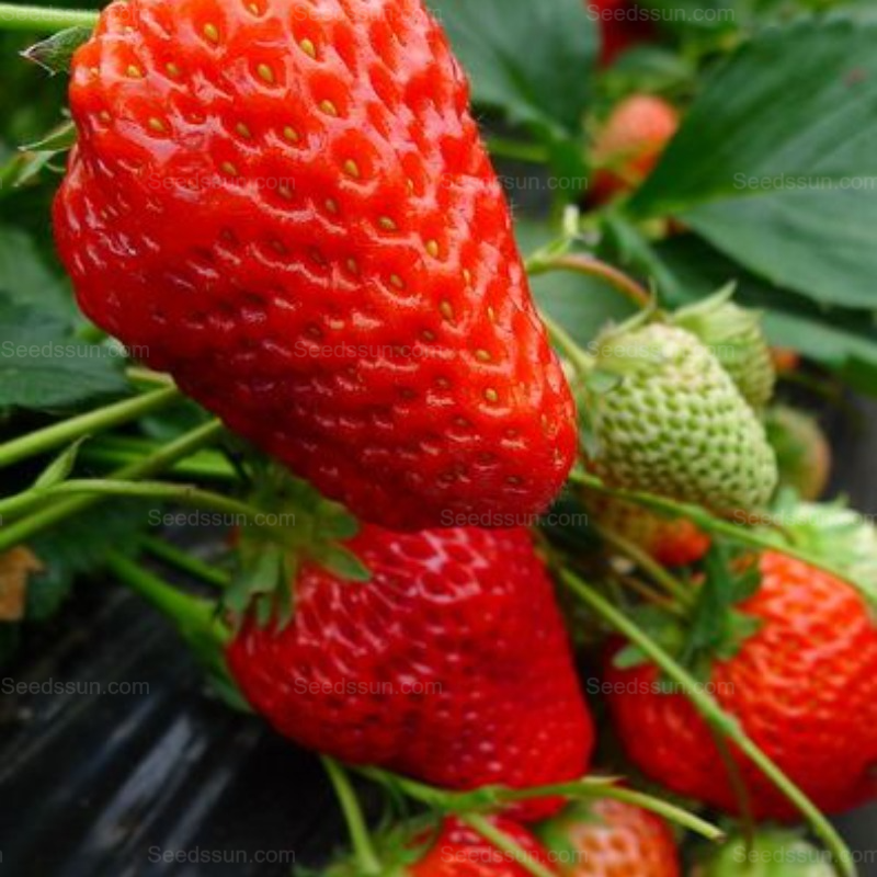 Ruby Strawberry-Indoor and Outdoor Potted Balcony Fruit Seeds