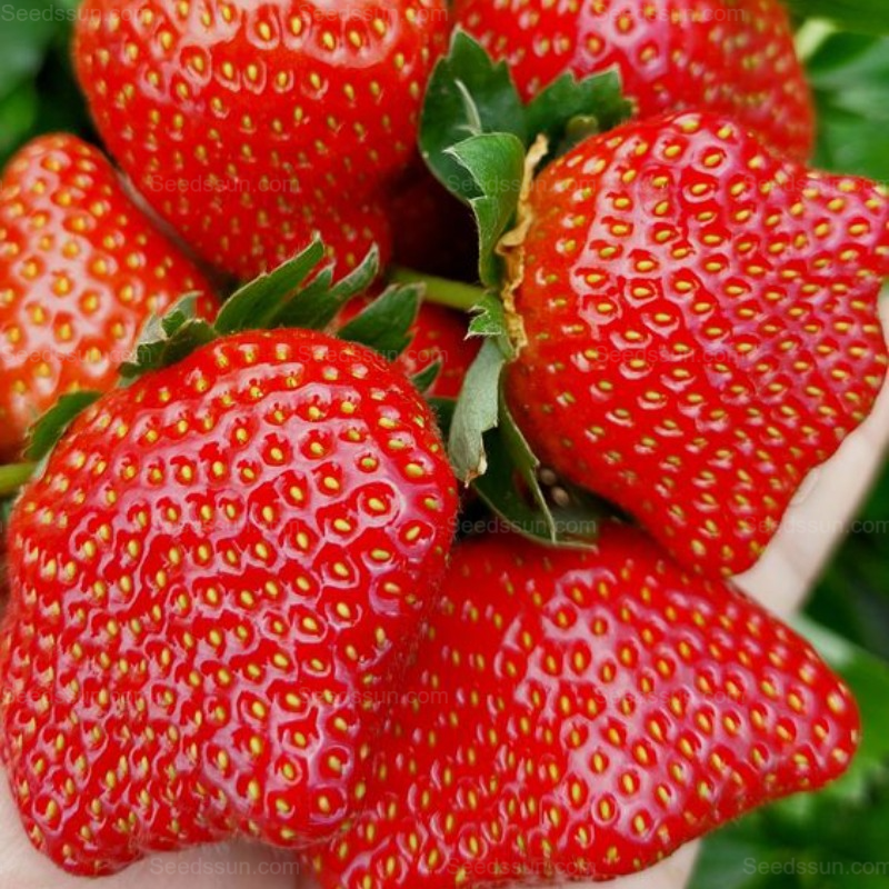 Ruby Strawberry-Indoor and Outdoor Potted Balcony Fruit Seeds