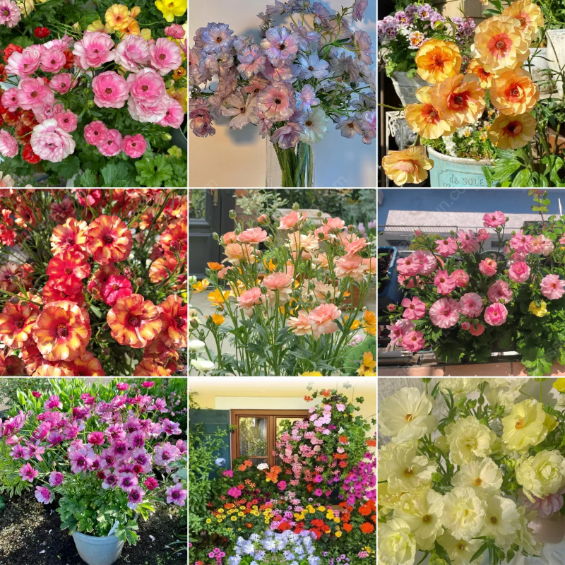 🦋Butterfly Ranunculus seeds