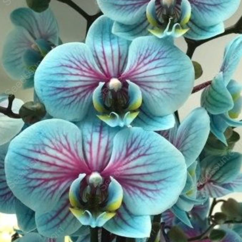 🦋Macaroon Cocktail Phalaenopsis