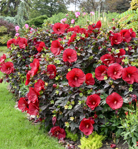 Hibiscus seeds-easy to grow indoor balcony potted flowers