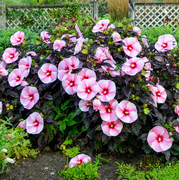 Hibiscus seeds-easy to grow indoor balcony potted flowers