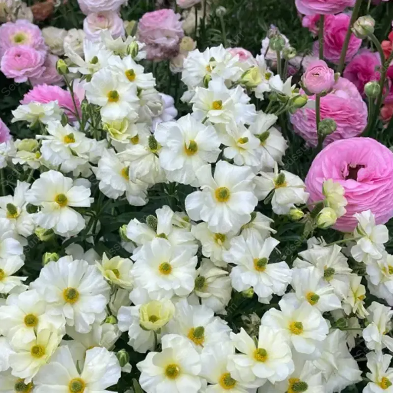 🦋Butterfly Ranunculus seeds