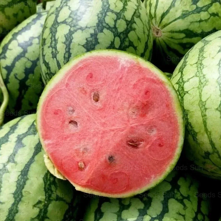 Early Spring Red Jade Watermelon Seeds