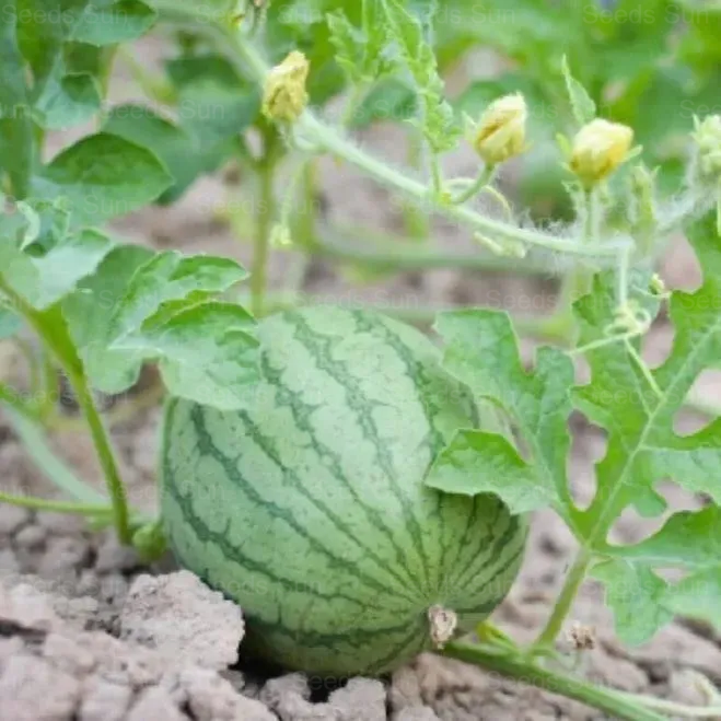 Early Spring Red Jade Watermelon Seeds