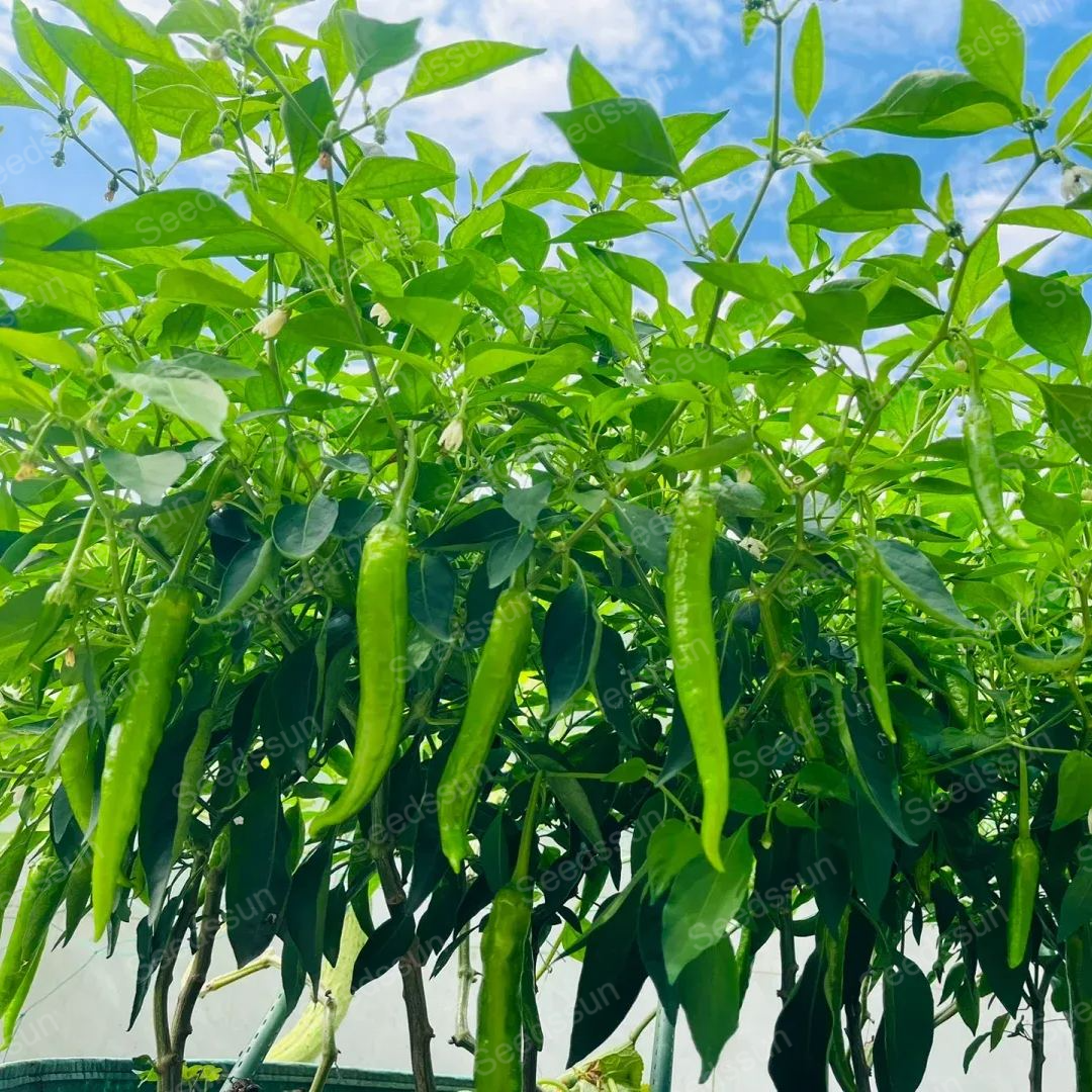 Space Pepper Seeds