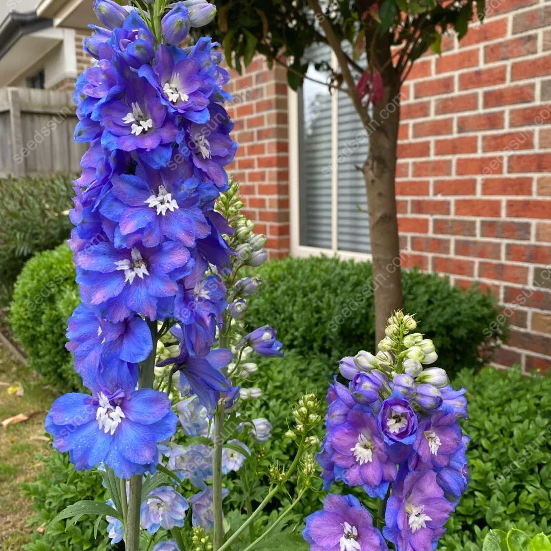 Delphinium Elatum Seeds