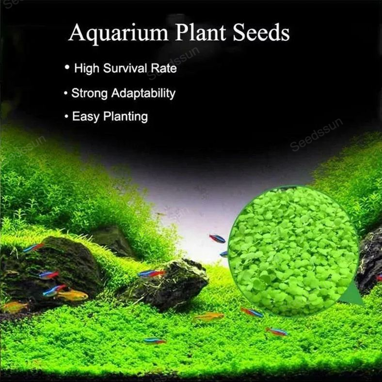 High Quality Water Grass Seeds