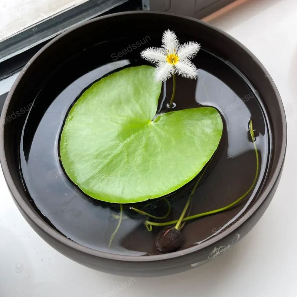 A Leaf Of Lotus Seeds（Nymphoides indica）