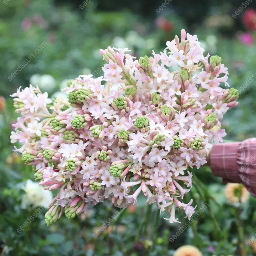 Tuberose Seeds