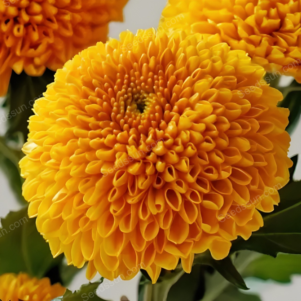 Ping Pong Chrysanthemum Seeds