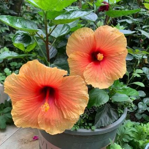 Potted Hibiscus Seeds