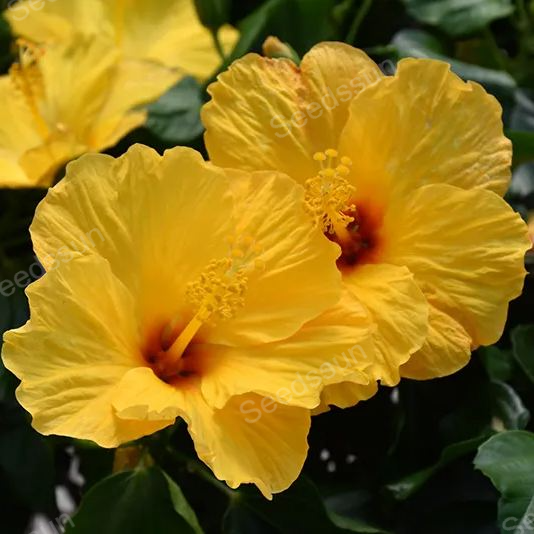 Potted Hibiscus Seeds