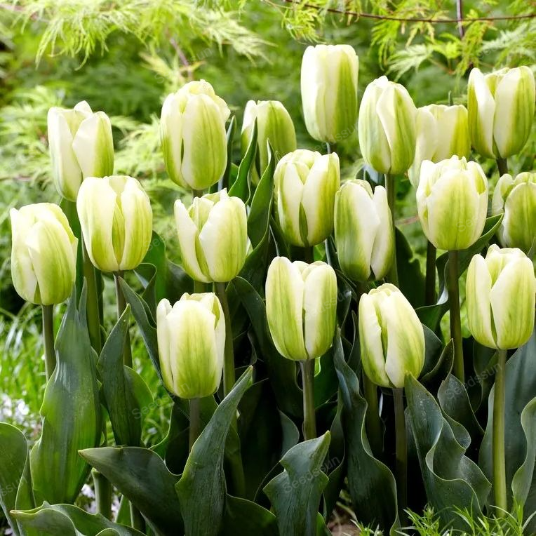 Tulip bulbs