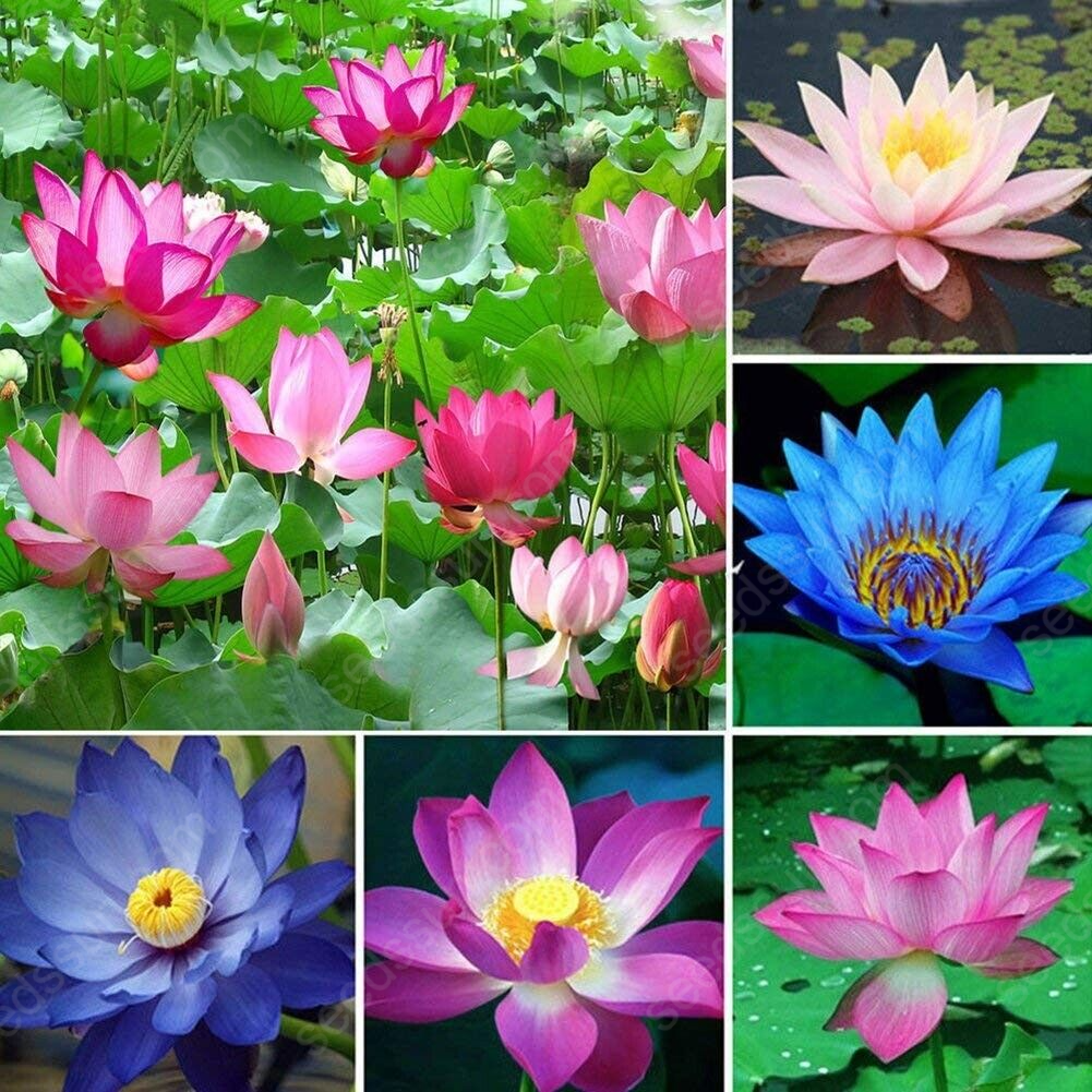 Lotus Flower Seeds Grown In Water Mix Colors