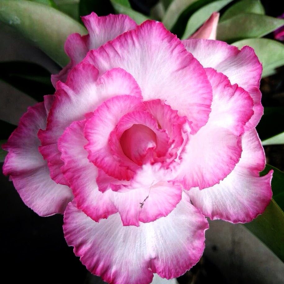 Desert Rose - 'Good Luck'