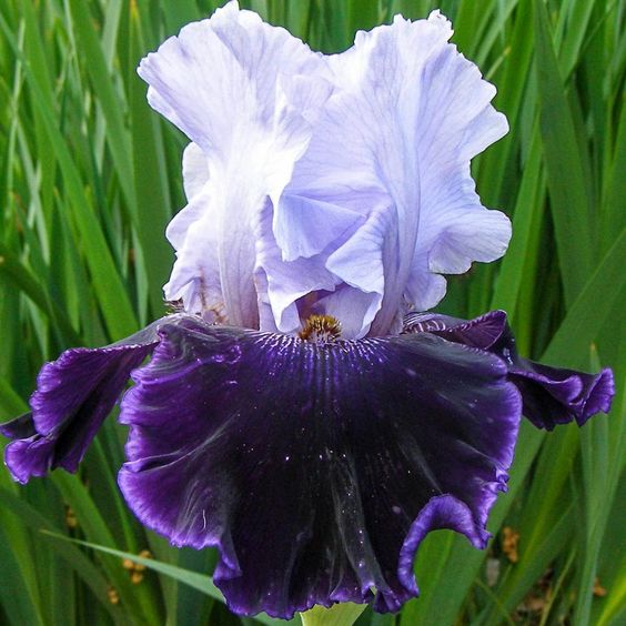 🌼 Iris - Easy to Grow Perennial-Flower Seeds