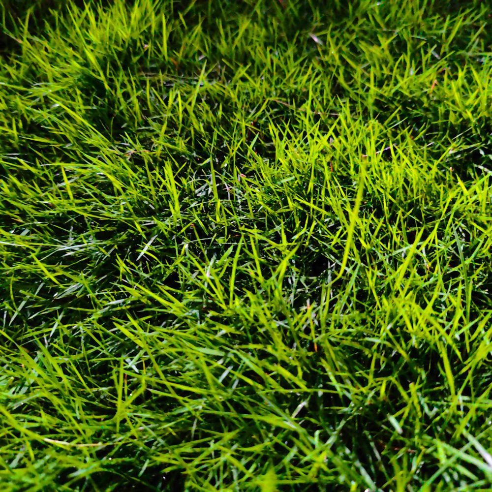Bermuda Grass Seeds