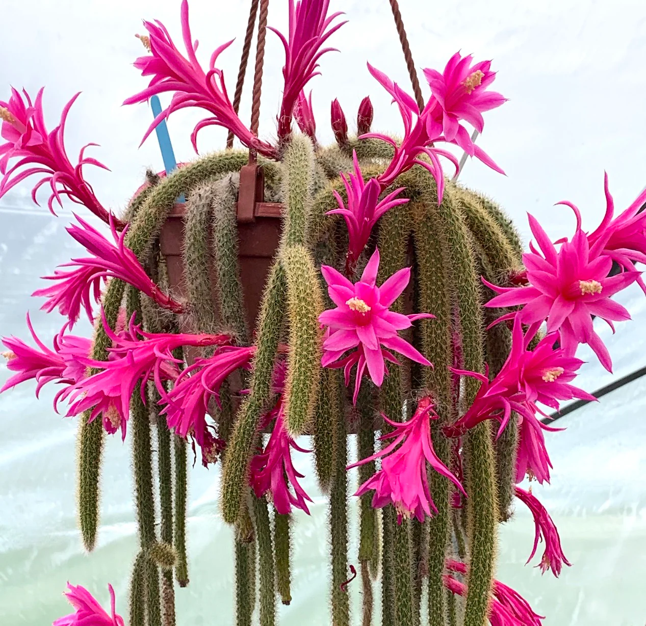 Aporocactus Flagelliformis Flowers Seeds