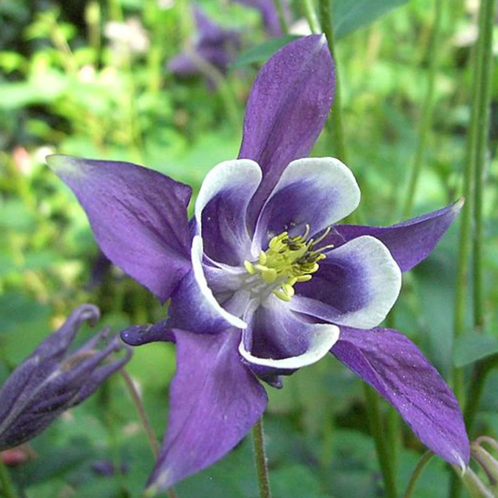 Columbine Seeds | Perennial Flower Seed