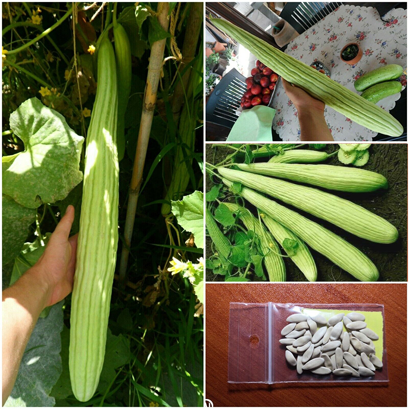 🥒Armenian Cucumber seeds- Grown in Texas - Pale/Light variety